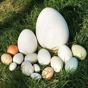 放蛋窝涂鸦装饰工艺品道具模型diy蛋鹌鹑蛋假鸡蛋鸟巢鸵鸟蛋