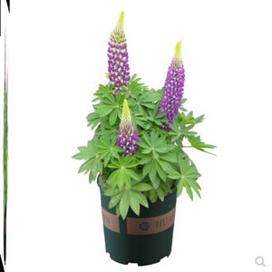 鲁冰花苗进口羽扇豆花苗多年生宿根草本花卉庭院花园花境植物