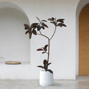 黑金刚橡皮树大型盆栽植物北欧网红造型室内客厅大型植物净化空气