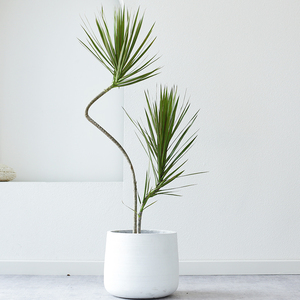 造型千年木室内盆栽办公室客厅除甲醛大型植物客厅七彩龙血树