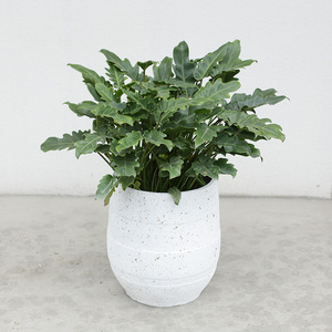 小天使春羽蔓绿绒绿植小盆栽办公室客厅盆景净化空气四季观叶植物