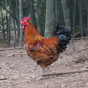 【新鲜现杀】黑脚大公鸡4斤以上农家散养大公鸡土鸡老母鸡老公鸡