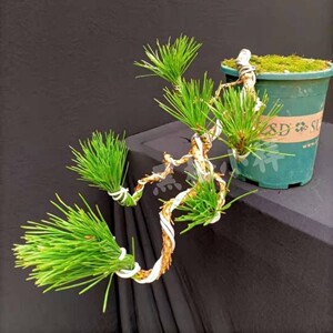 精品黑松小苗黑松盆景造型黑松黑松树苗绿化苗木花卉盆栽造型盆景