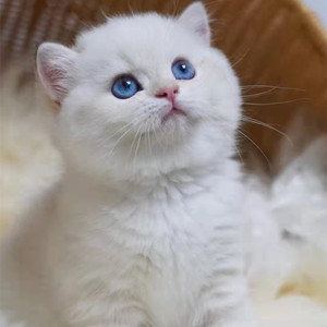 纯种银渐层幼猫银点渐层蓝眼睛活体宠物猫曼基康矮脚折耳英短小猫
