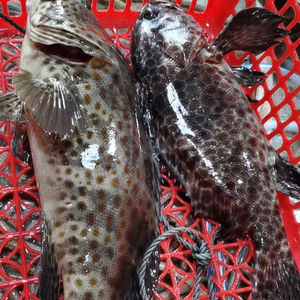 2条石斑鱼鲜活冷冻 老虎斑海鲜珍珠斑鲜活水产鲜活体鱼类1.5斤*2