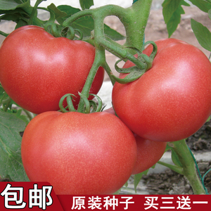 【种子】西红柿种籽白果强丰番茄种子老品种大红果沙瓤蔬菜种孑