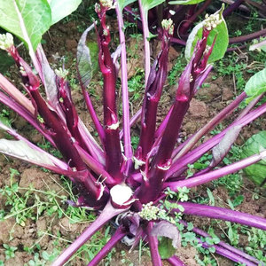 红菜苔种子清甜紫菜心籽秋季冬季播四季高产青菜阳台盆栽蔬菜种孑