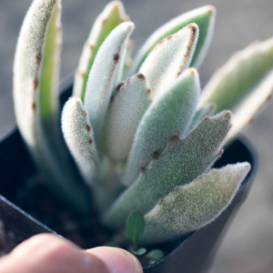 月兔耳多肉植物山东大棚农户直发办公室阳台花卉绿植盆栽皮实好养