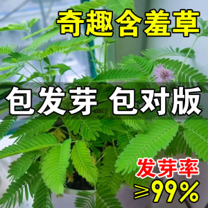 含羞草盆栽害羞草花种子阳台绿植物趣味花卉薄荷种籽易活四季常青