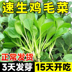 四季鸡毛菜菜种籽孑上海青白菜新鲜种子蔬菜大全盆栽抗热鸡毛菜苗
