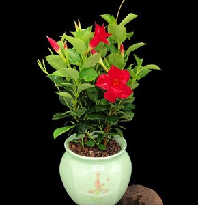 类植物耐阴花卉盆栽双喜藤文藤盆景庭院爬藤植物花苗花游记旗舰店