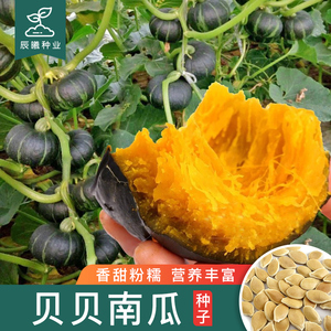 绿贝贝南瓜种子日本进口高产迷你小贝贝粉糯甜四季南瓜蔬菜种籽孑