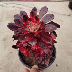 高端法师锦香奈儿 圆叶超白锦多肉植物稀有趣味花卉盆栽沙生植物