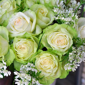 若菜切花月季花大苗浅绿色包子花期持久勤花四季阳台庭院玫瑰抗病