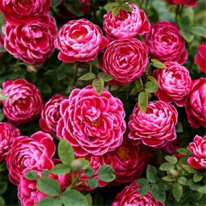 灌木盆栽切花月季花苗 日本玛丽玫瑰 带花苞勤花月季多季开花
