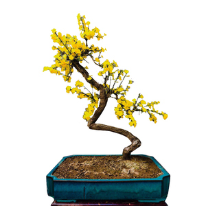 迎春花盆景粗桩老桩