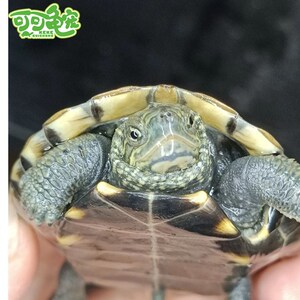 日杂草龟苗活体杂草龟杂交龟日石乌龟活体观赏宠物小乌龟