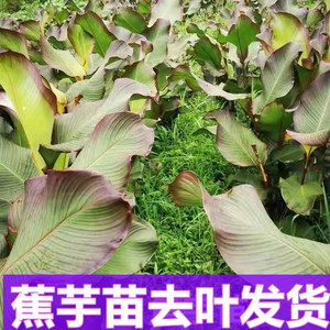 芭蕉芋苗