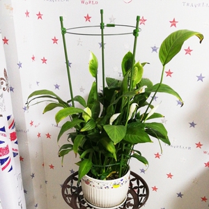 花盆里的支架植物爬架 花支架 攀爬爬藤植物固定器球兰花攀爬架