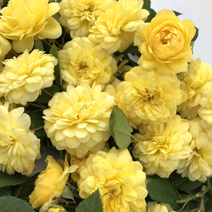 黄色爱玫/灌木月季花苗/丰花群开多头玫瑰抗病强庭院花园阳台盆栽