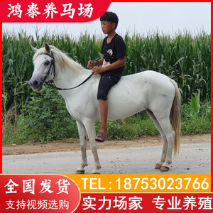 活马矮马真马活体小矮马 宠物马改良儿童骑乘马德宝矮马小马驹活