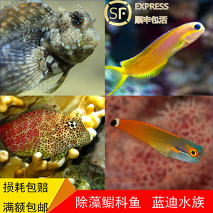 海水珊瑚鱼缸除藻活体豹纹红斑黑星点西瓜刨双色小丑金蛟剪刀虾虎