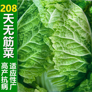 无筋大白菜200天春夏秋冬播高产大白菜种子多叶包心火锅白菜籽孑