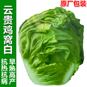 多叶大白菜种子无筋包心耐热鸡窝白菜早熟春夏秋四季播蔬菜种籽孑