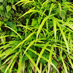 野生鸡脚草中药材金鸡尾凤尾草金边凤尾新鲜凤尾蕨500g现采