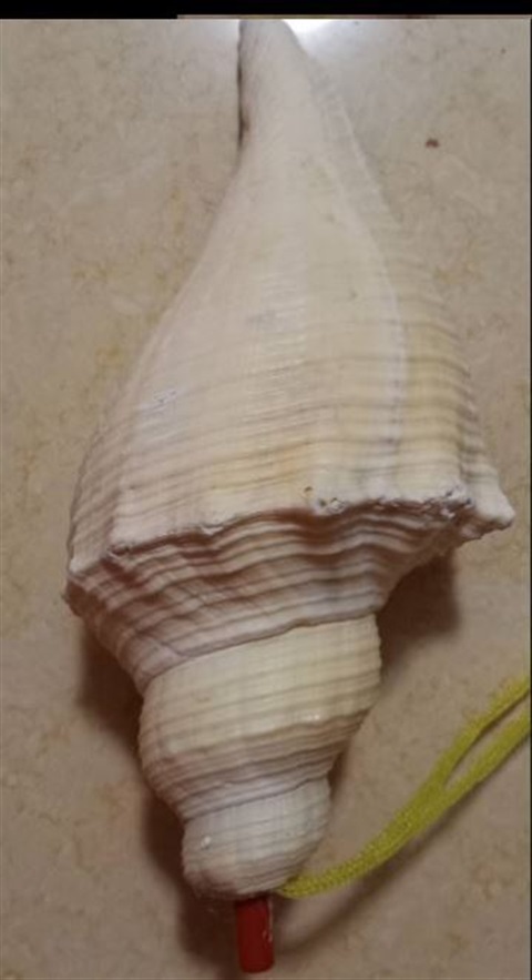 白海螺大法螺