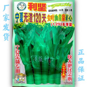 菜心种子宁夏无渣120天尖叶油青甜菜心种快大肥仔菜宁夏菜场专用