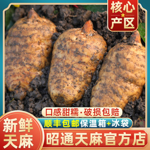 天麻新鲜云南昭通小草坝特级仿野生乌正品500g现挖现发官方旗舰店