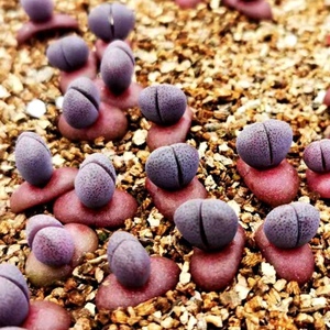 【清仓】紫帝玉 紫元宝玉 多肉植物 肉肉植物 生石花萌肉肉组合盆