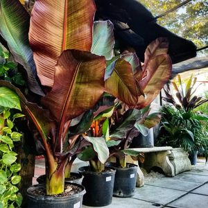 红叶象腿蕉 ensete ventricosum maurelii 红粗柄象腿蕉 盆栽