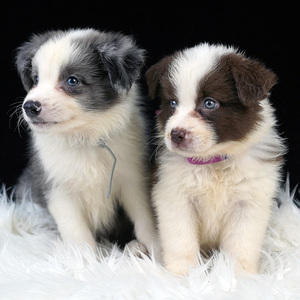 边境牧羊犬纯种金边陨石边牧蓝色边牧宠物狗狗活体幼犬黑白边牧