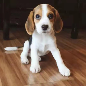 比格幼犬纯种大耳朵巴吉度犬活体幼崽狗狗活物猎兔犬米格鲁犬宠物