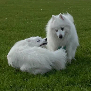 纯种日本银狐幼犬尖嘴家养宠物狗狗活体幼崽白色萨摩耶