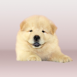 宠物狗松狮犬幼犬活物幼犬沙皮狗纯种黑色巨型大型熊猫松狮狗活体