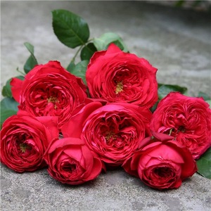 红色茶花女月季花大苗阳台庭院盆栽玫瑰花四季特大花浓香观花植物