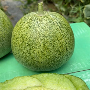 现摘正宗山西头茬绿宝甜瓜当季香瓜时令水果顺丰包邮