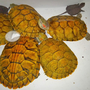 招财乌龟活体巴西龟小宠物黄金色中华草龟苗网红炫彩鳄龟食用老龟