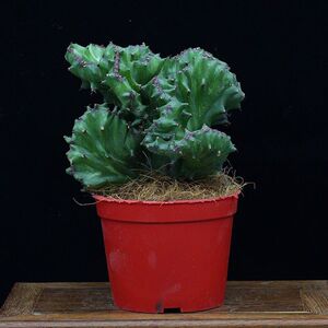 8018人付款天猫玉麒麟植物多肉盆栽室内客厅玄关净化空气绿植彩麒麟掌