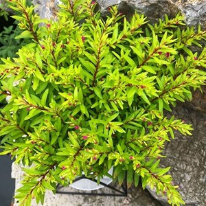 新疆包邮金叶满天星 雪茄花 网红常绿灌木 花境植物耐寒耐新疆西