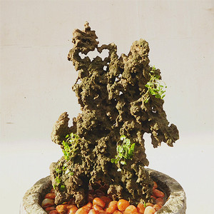 摆件礁石室内造景吸水石头观赏供石三峡姜石天然长江奇石盆景原石