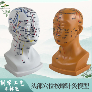 面部头部穴位图头模
