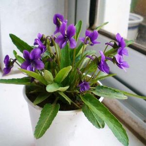 紫花地丁种子多年堇菜野生紫草地丁盆栽药用四季低矮绿化草籽耐寒