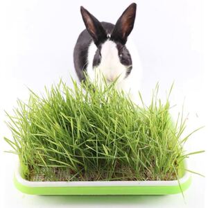 兔子草新鲜麦草种子小麦荷兰猪草龙猫豚鼠牧草种子兔粮草