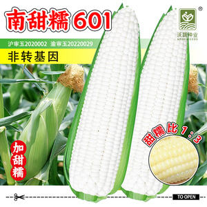 玉米种子南甜糯6019大棒白糯香甜软糯农业蔬菜黏拉丝春季白玉米籽