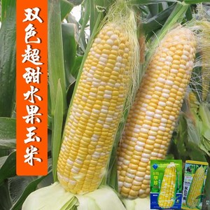 华珍218水果玉米种子黄白双色超甜玉米种籽孑春夏播四季大田高产