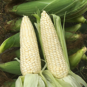 水果玉米种孑粘种子特大黑白大全彩北方甜糯香高产杂交玉米种籽